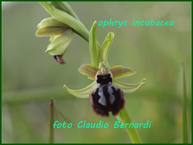 un p di orchidee dal Materano